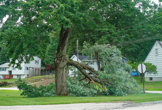 Hoyt Lakes, MN Tree Removal Company